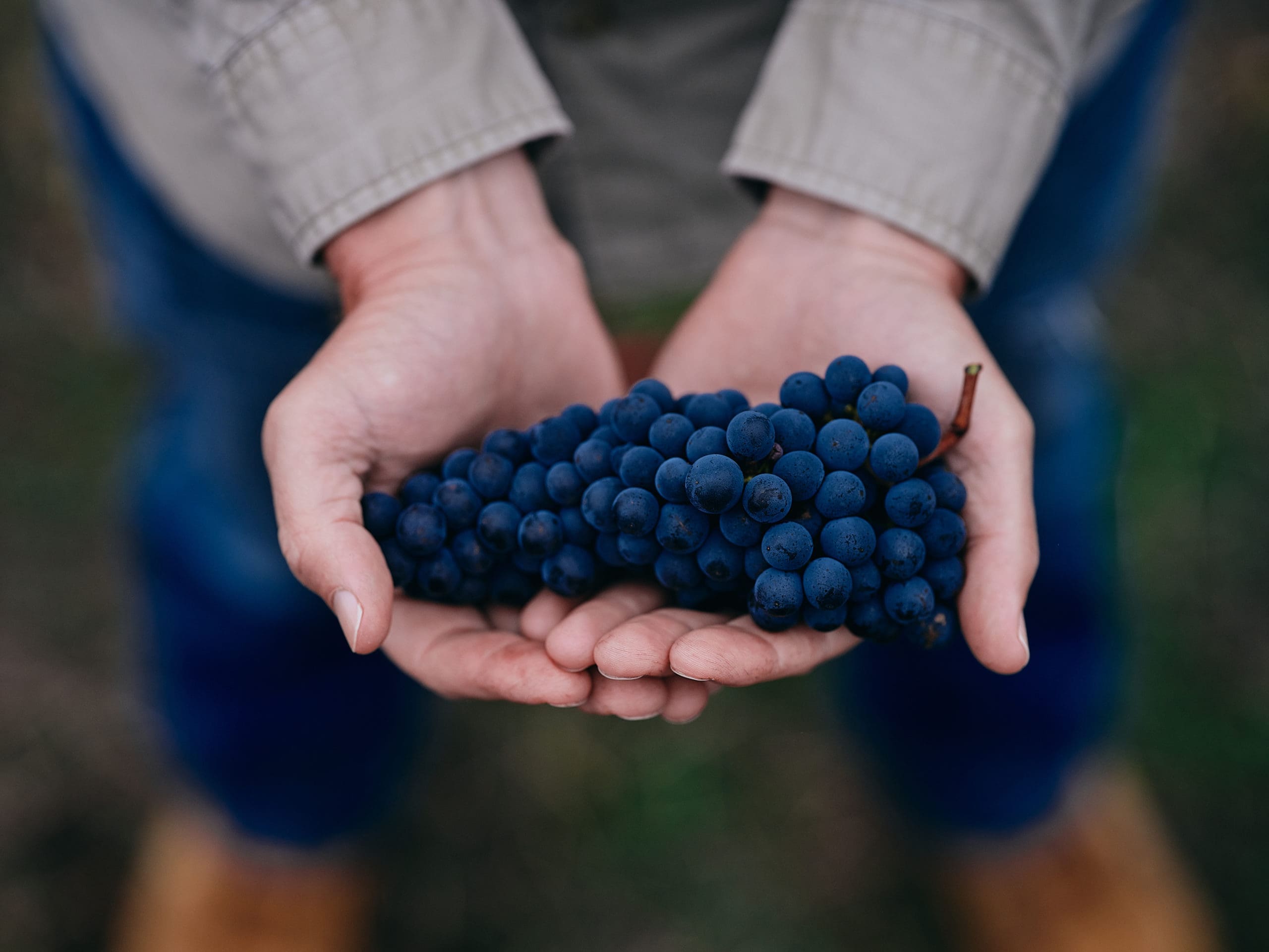 To list grapes and bulk wine for sale contact info@margaretriver.wine