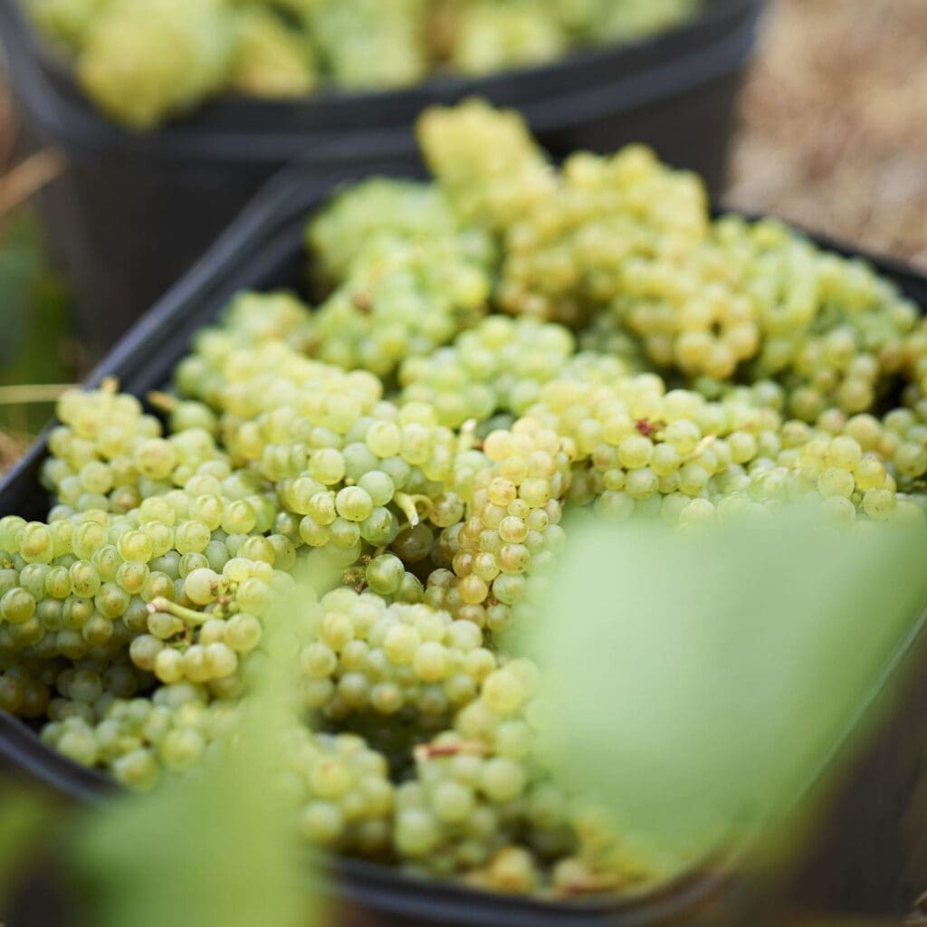 Chardonnay Clonal Mystery Solved