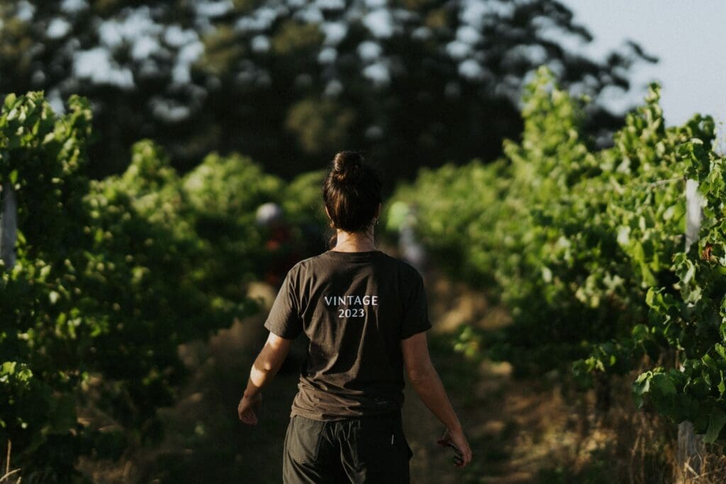 Vintage 2023 Wrap: An excellent vintage in Margaret River