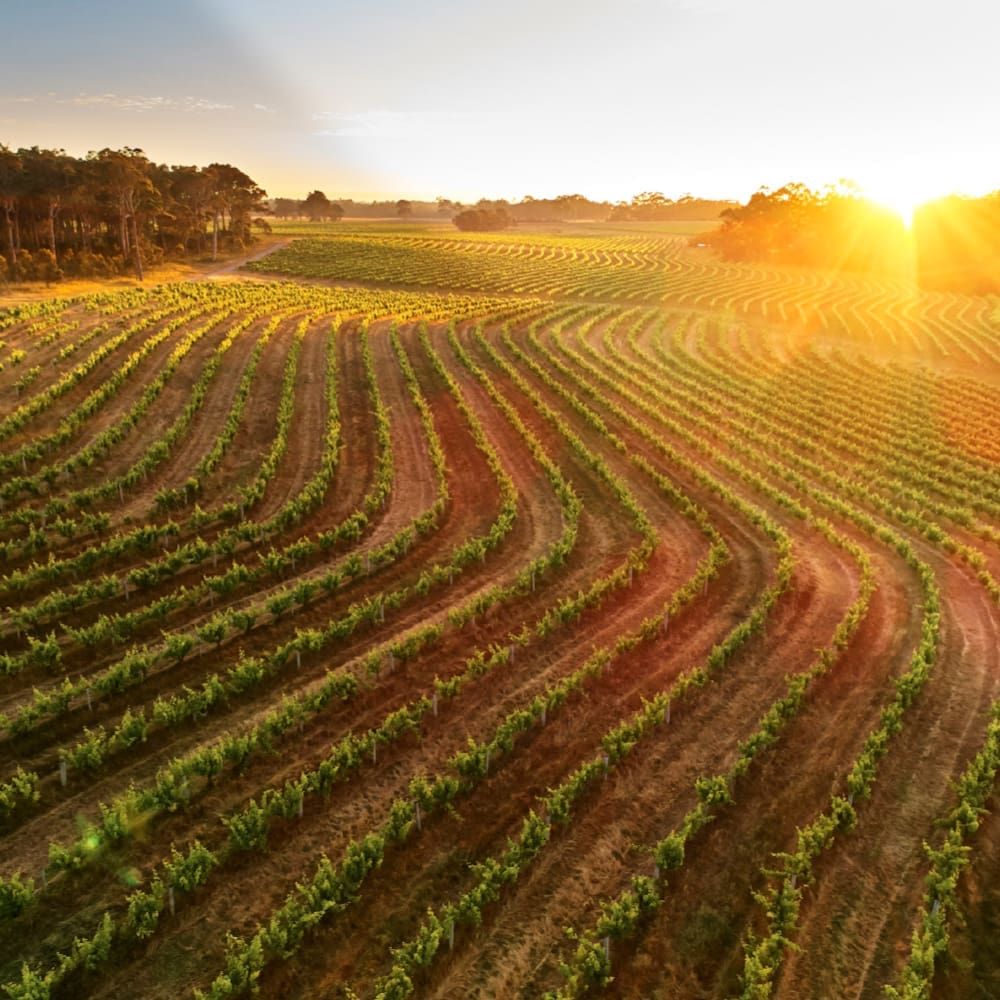 Classic Conditions Deliver Standout Margaret River Vintage 2025