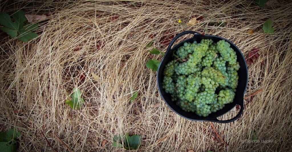 Vintage 2023 begins in the Margaret River Wine Region